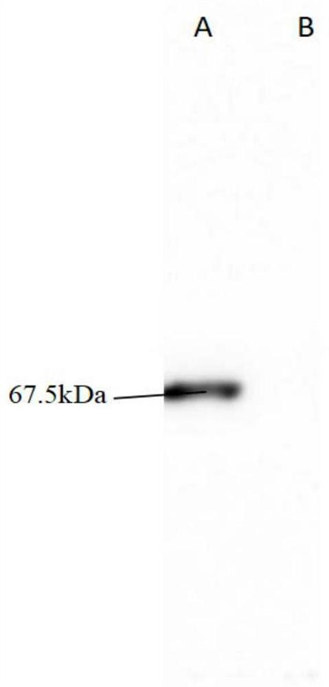 Nanometer antigen particle based on self-assembled ferritin, infectious bursal disease vaccine prepared from nanometer antigen particle, and application