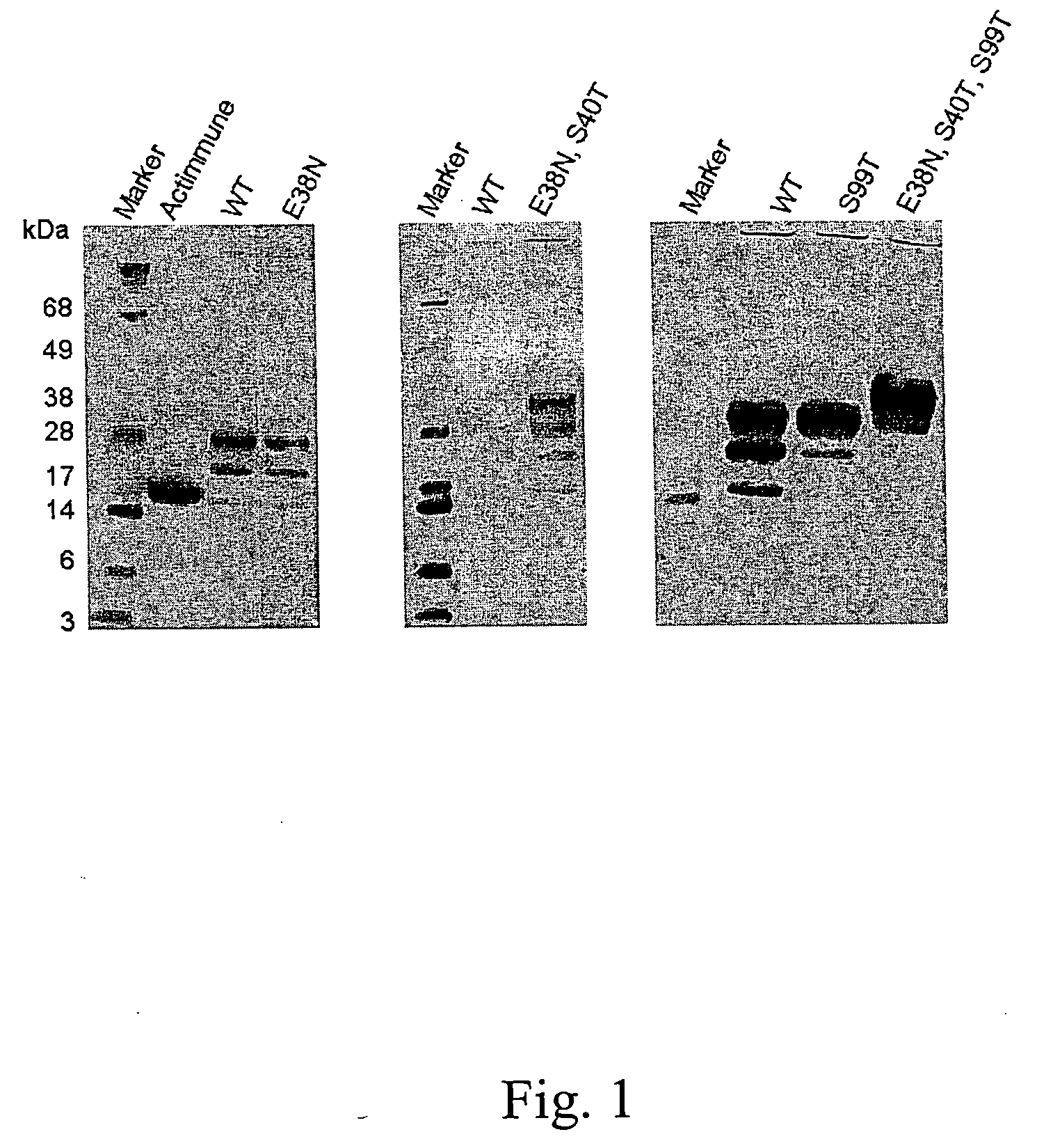 Polynucleotides encoding S99T interferon gamma polypeptide variants and means of expression