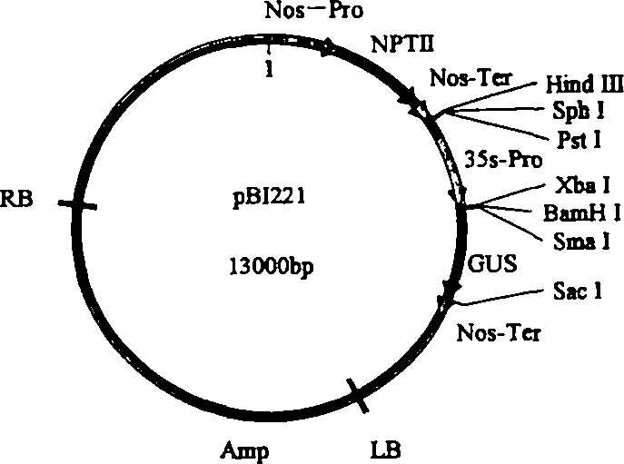 Defensin and application thereof in preparation of medicines for resisting aspergillus