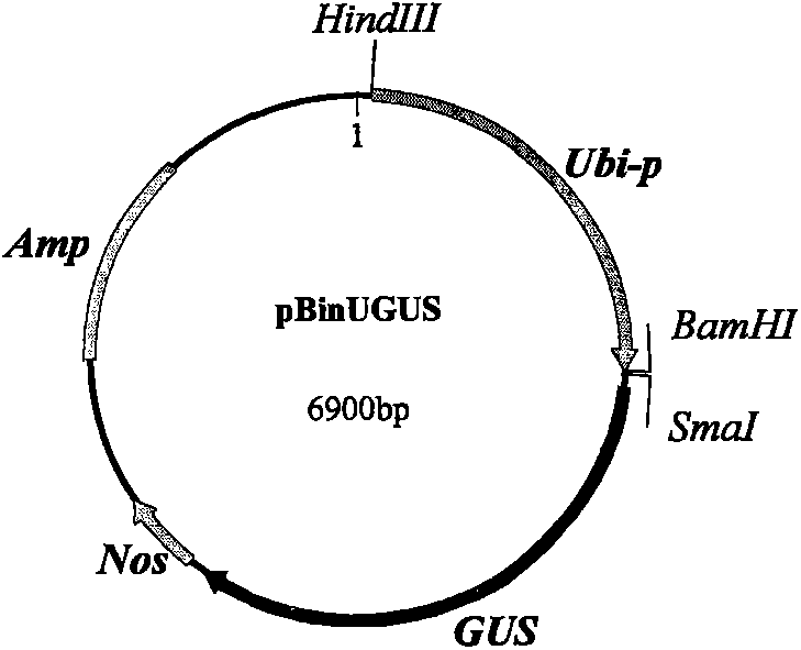 Defensin and application thereof in preparation of medicines for resisting aspergillus