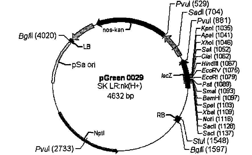 Defensin and application thereof in preparation of medicines for resisting aspergillus