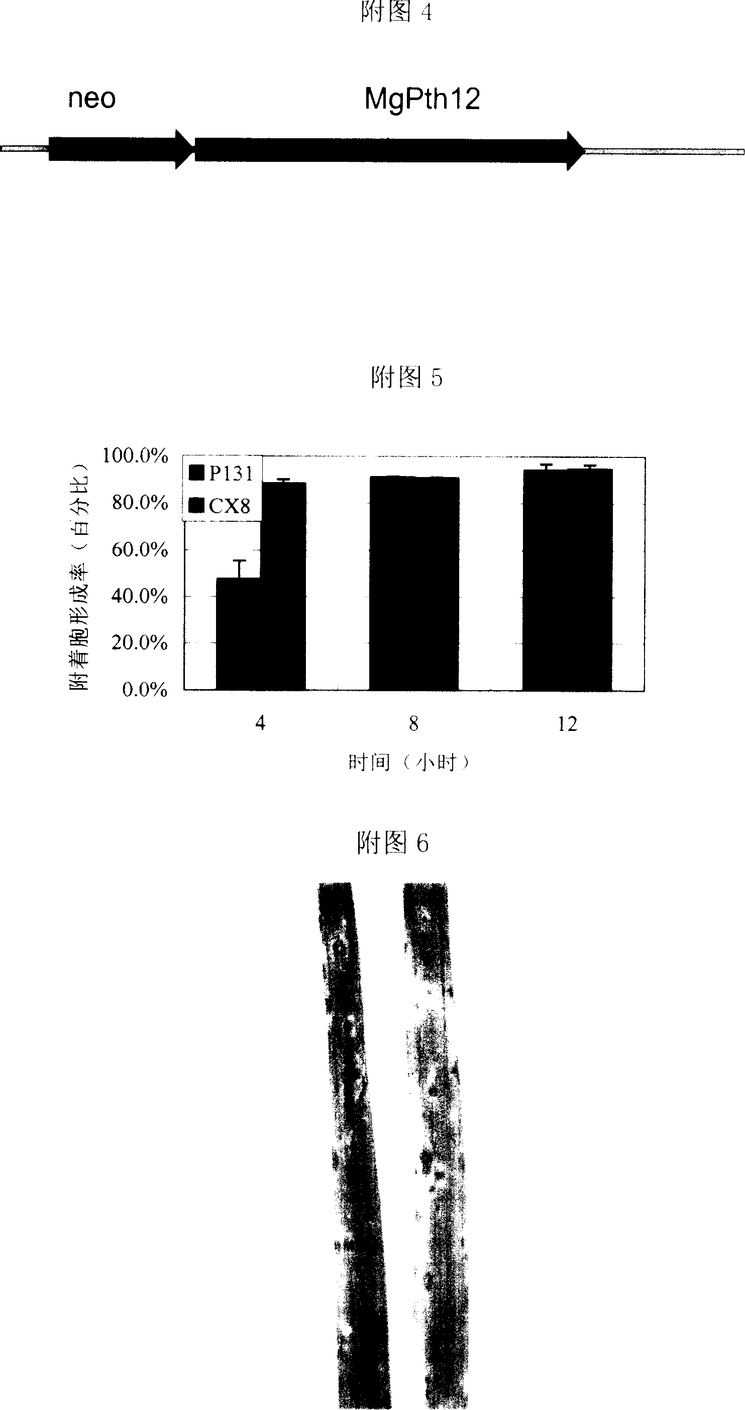 Gene MgPTH12 for controlling mature and pathogenicity of fungi appressorium derived from Magnaporthe grisea and its uses