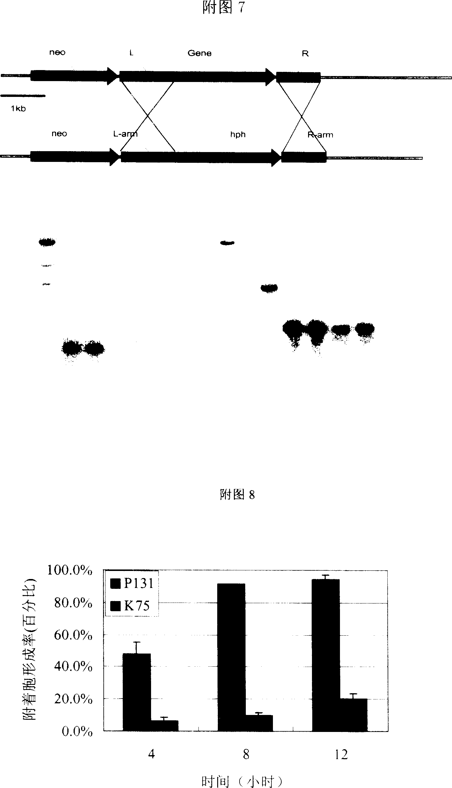 Gene MgPTH12 for controlling mature and pathogenicity of fungi appressorium derived from Magnaporthe grisea and its uses