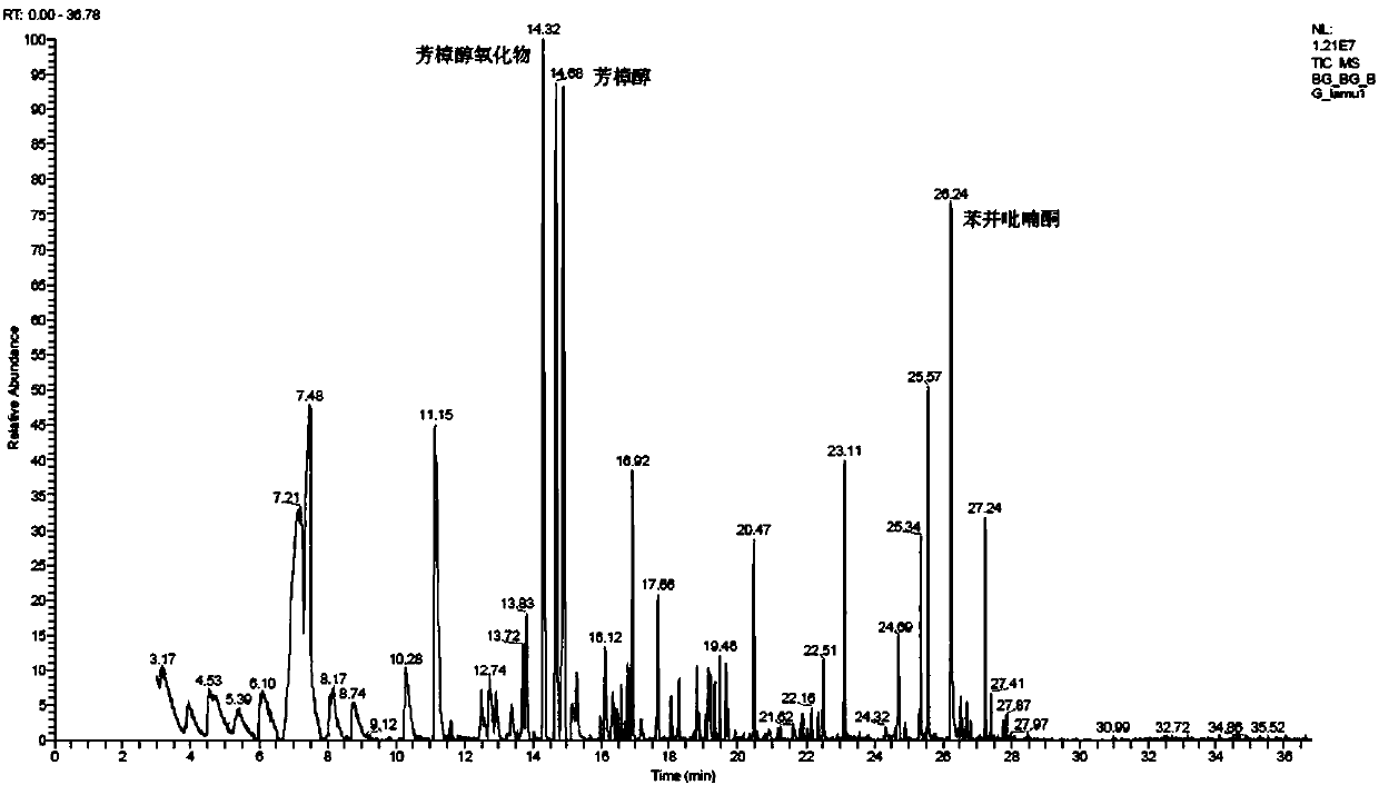 Aspergillus niger and applications of Aspergillus niger in fermentation of Moringa leaves