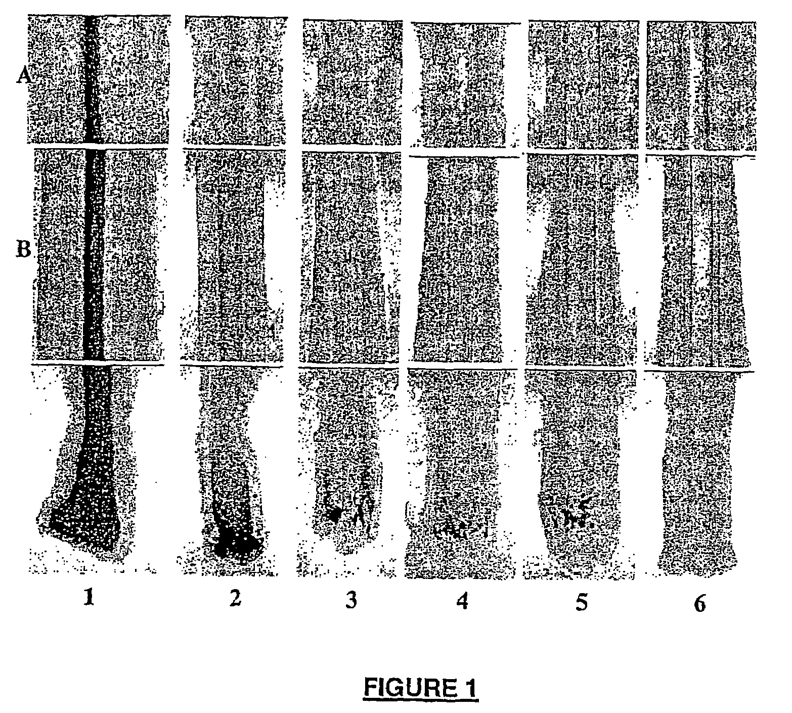 Administration of agents mimicking DOPAchrome tautomerase (TRP-2) activity for protecting hair follicle melanocytes