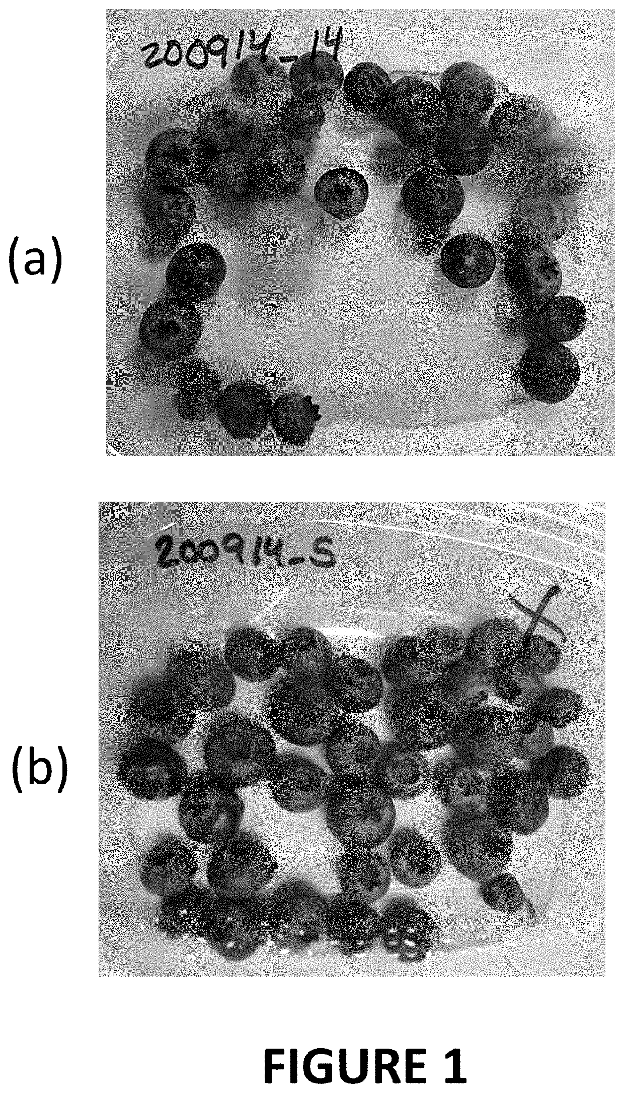 Materials and methods for extending shelf-life of foods