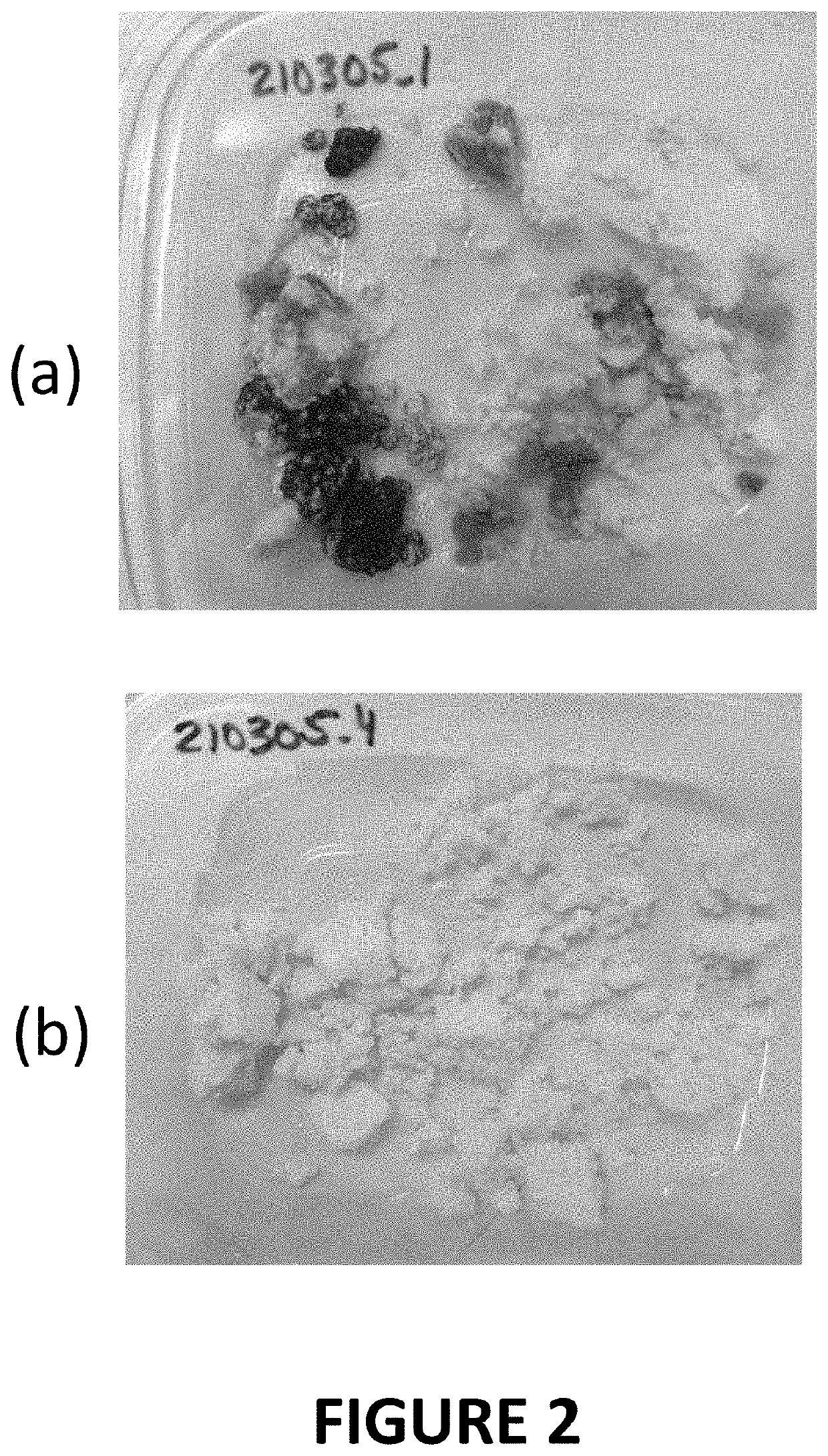 Materials and methods for extending shelf-life of foods