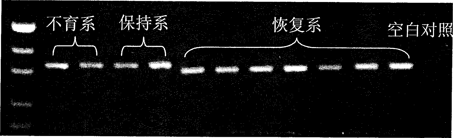 Molecular marking supplementary breeding method for multi-purpose restoring series of three-series hybrid rice