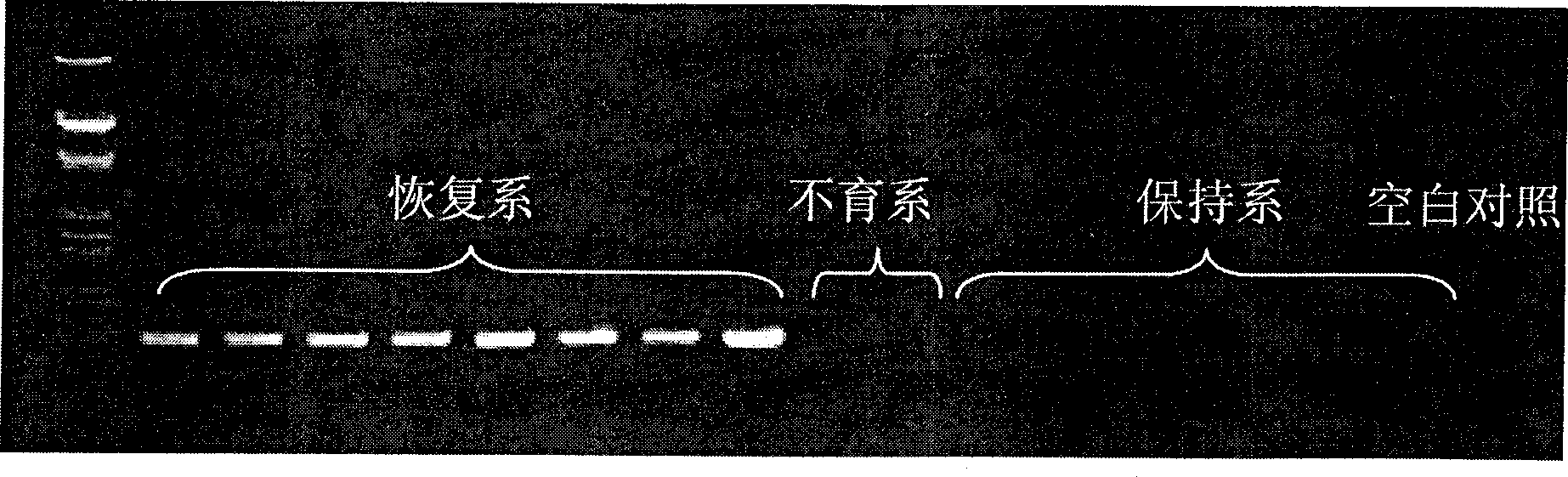 Molecular marking supplementary breeding method for multi-purpose restoring series of three-series hybrid rice