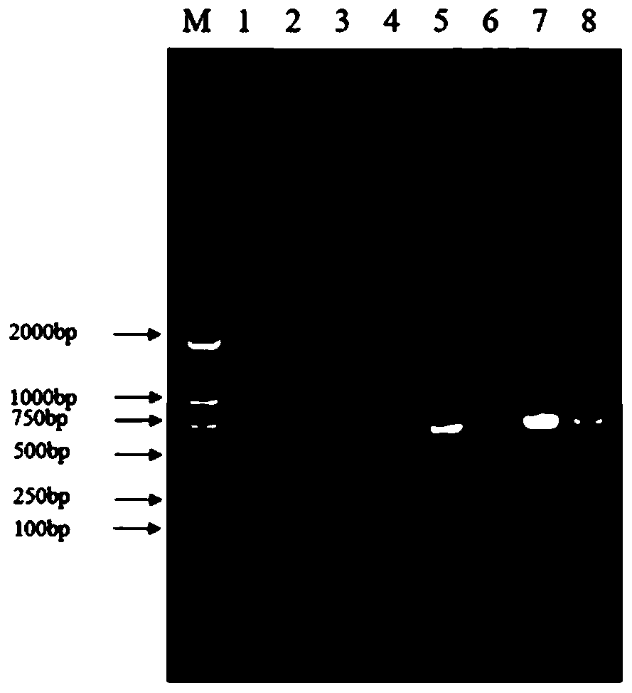 Monoclonal antibody having PEDV neutralizing activity