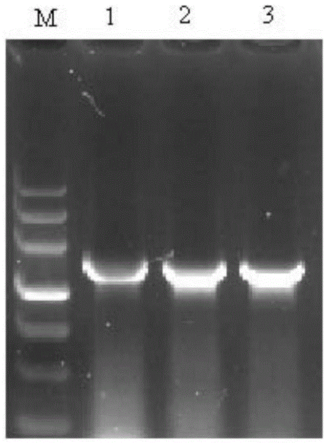 Recombinant haemophilus parasuis immunoprotecive antigen HbpA2 and preparation method thereof