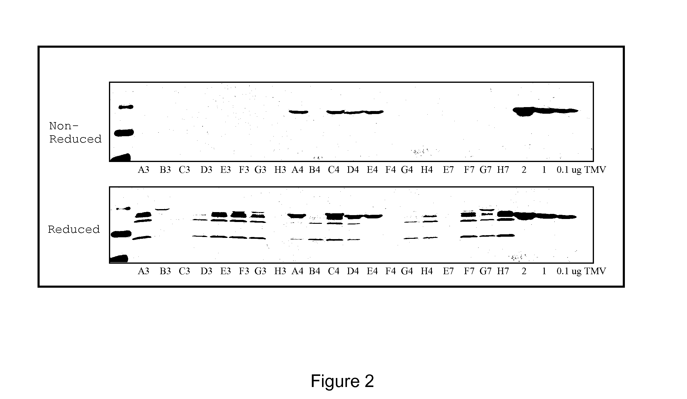 Virus coat protein variants with self-subtracting properties