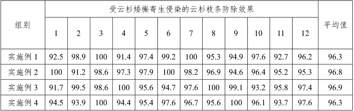 A compound spraying agent for controlling spruce dwarf mistletoe in flowering stage