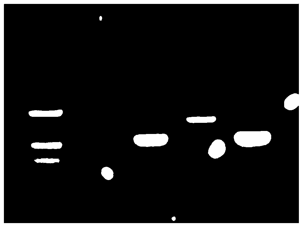 Bacillus capable of inducing system resistance from tomato rhizosphere and screening method and application thereof