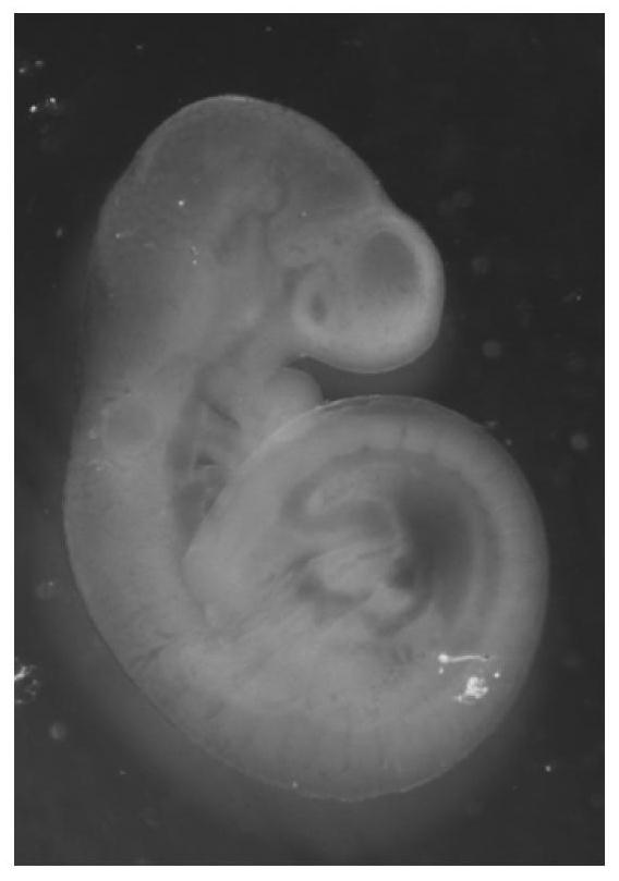 A Method for Enhancing the Contrast of Early Embryo Optical Coherence Tomography