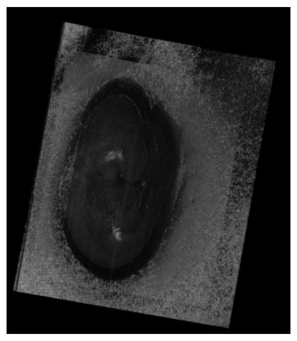 A Method for Enhancing the Contrast of Early Embryo Optical Coherence Tomography