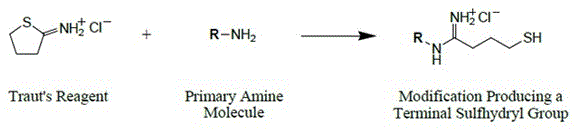 A covalent labeling method of colloidal gold for rapid detection