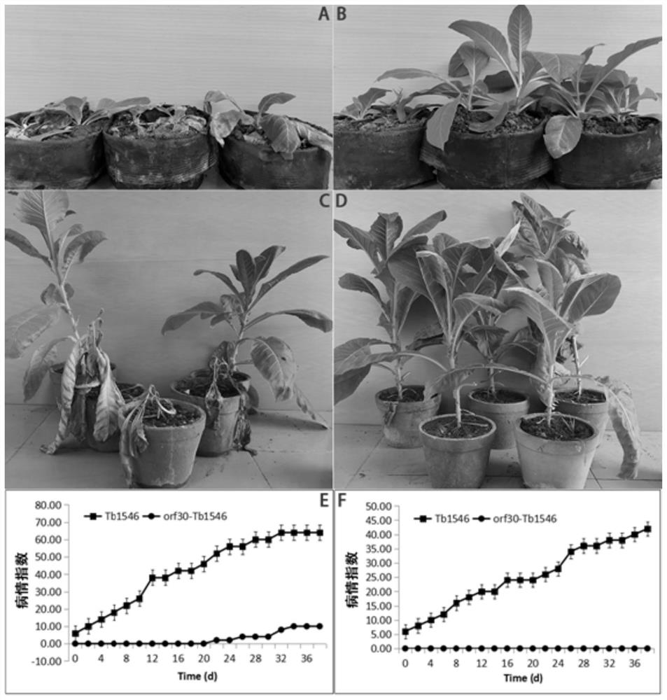 Non-pathognic ralstonia solanacearum strain of transferred bacteriophage trp574 gene, and preparation method for and application of non-pathognic ralstonia solanacearum strain