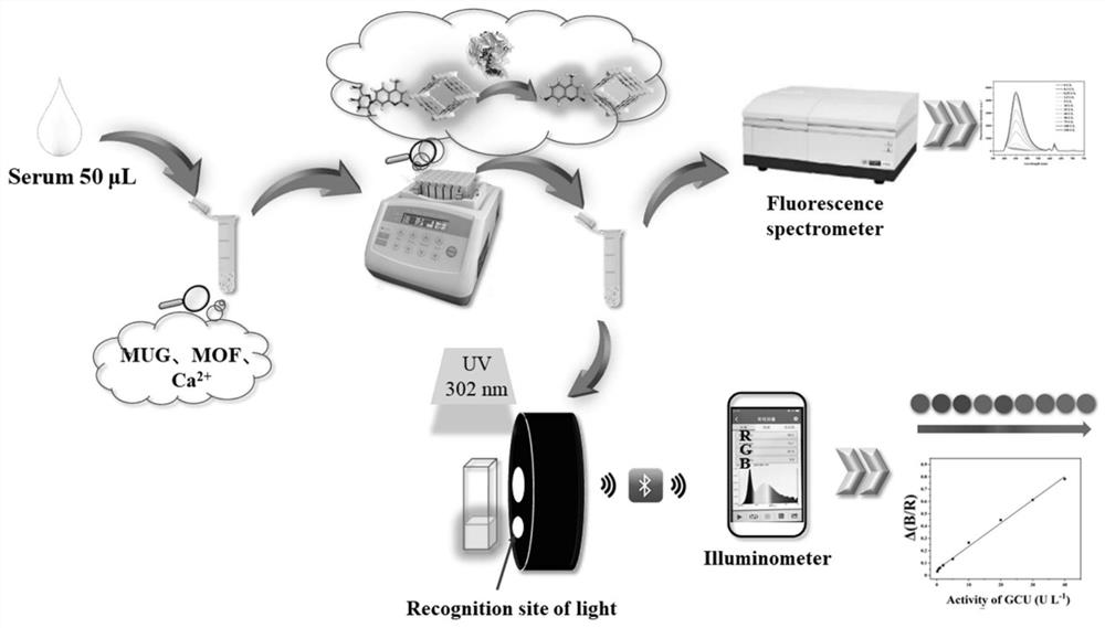 Metal-organic framework-based β-glucuronidase probes and applications