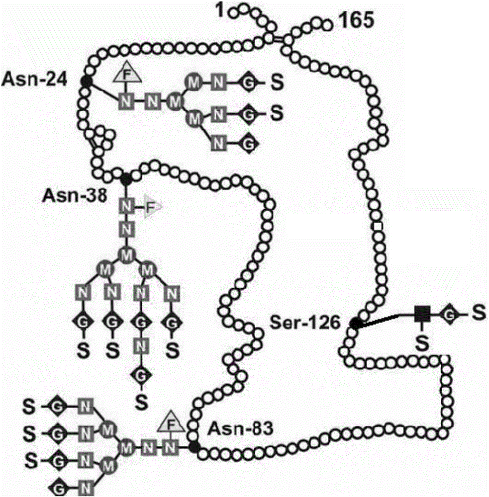 Preparation method, product and application of single-modified polyethylene glycol recombinant human erythropoietin