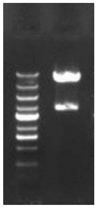 DC cell based on AFP antigen, targeting immune cell population, preparation method and applications thereof