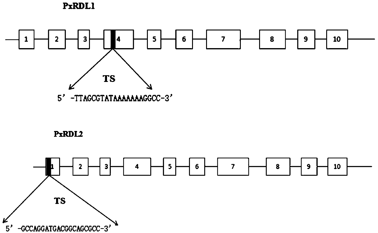 Method for preparing plutella xylostella RDL subunit knockout strain and application of method