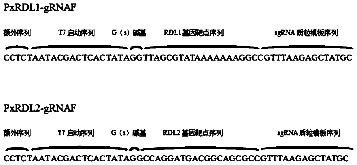 Method for preparing plutella xylostella RDL subunit knockout strain and application of method