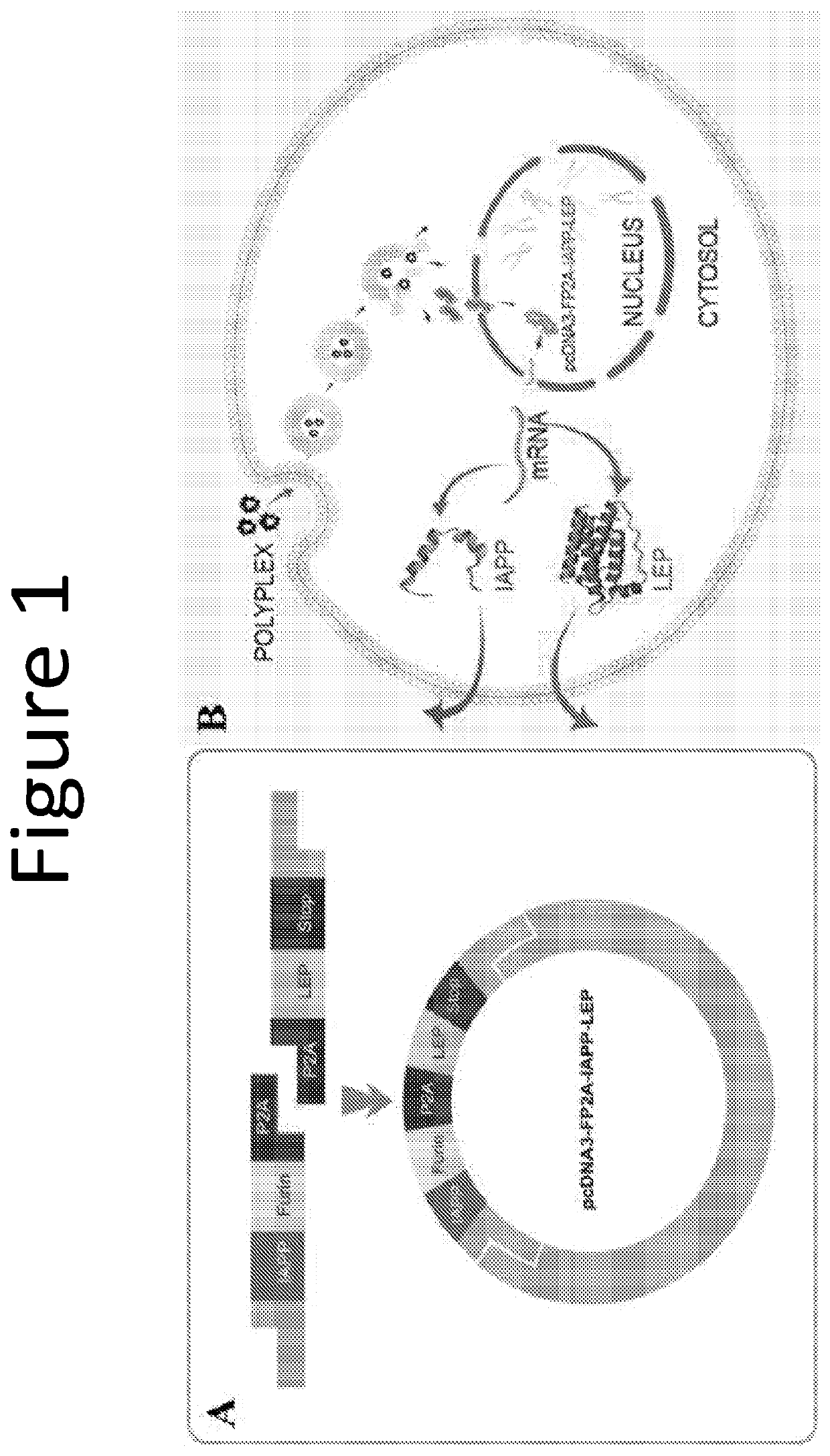 Combinatorial gene construct and non-viral delivery for anti-obesity