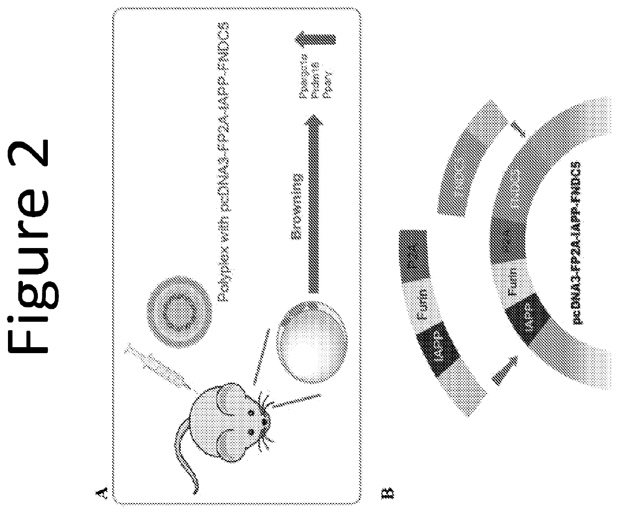 Combinatorial gene construct and non-viral delivery for anti-obesity