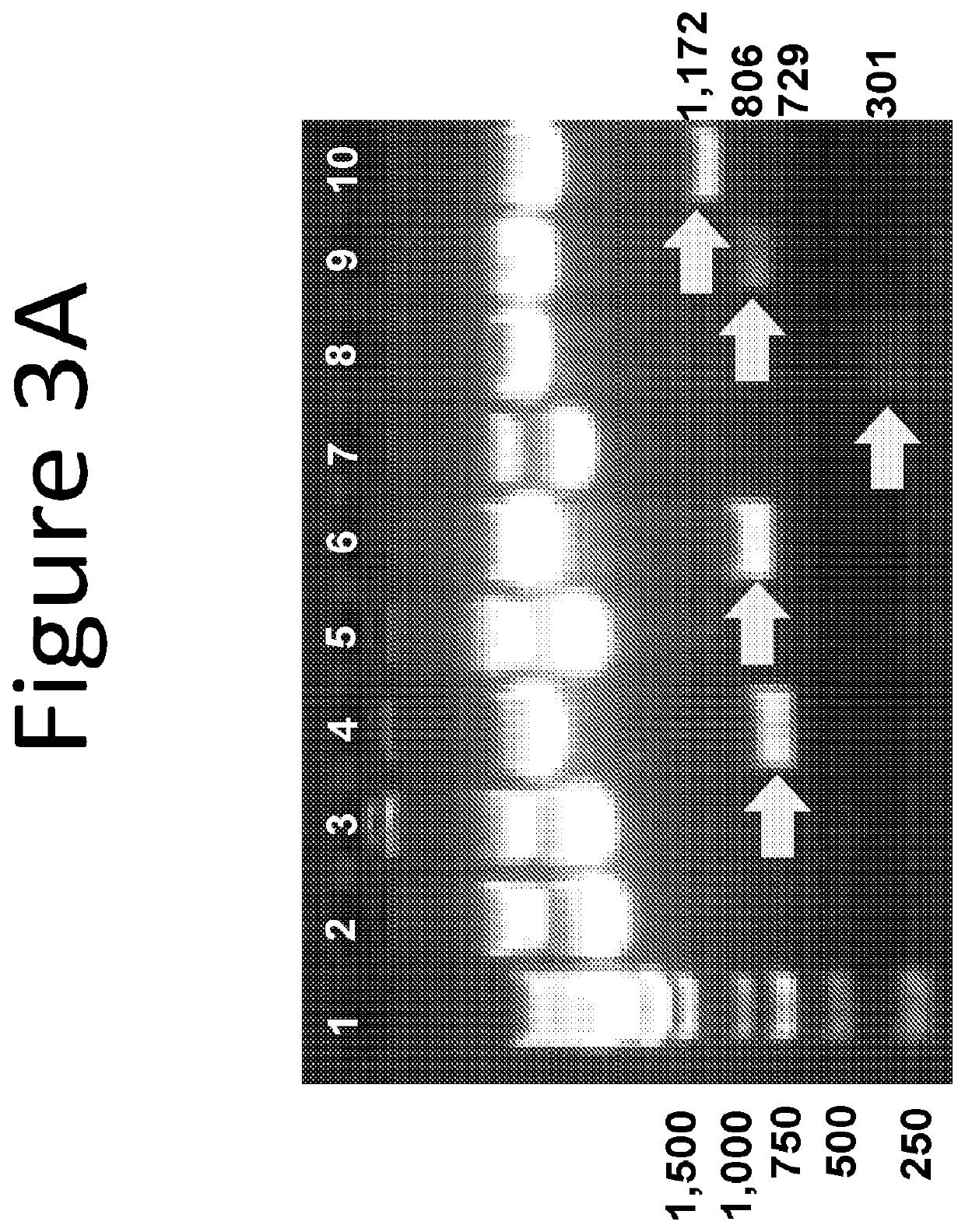 Combinatorial gene construct and non-viral delivery for anti-obesity