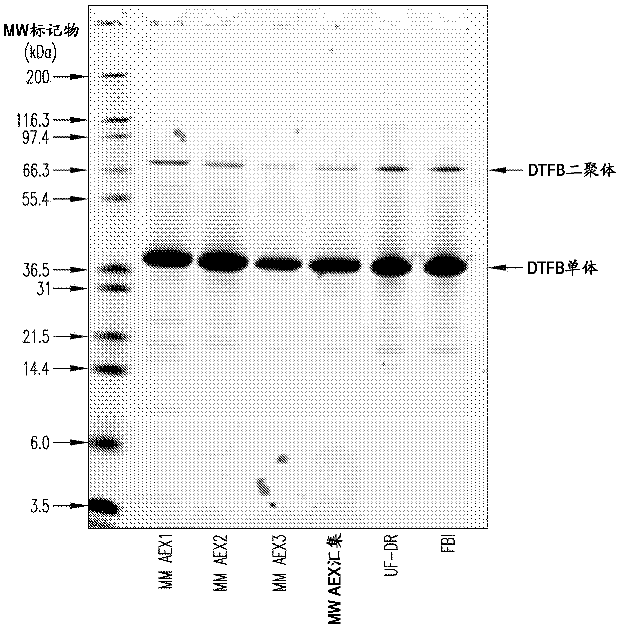 Pneumococcal conjugate vaccine formulations