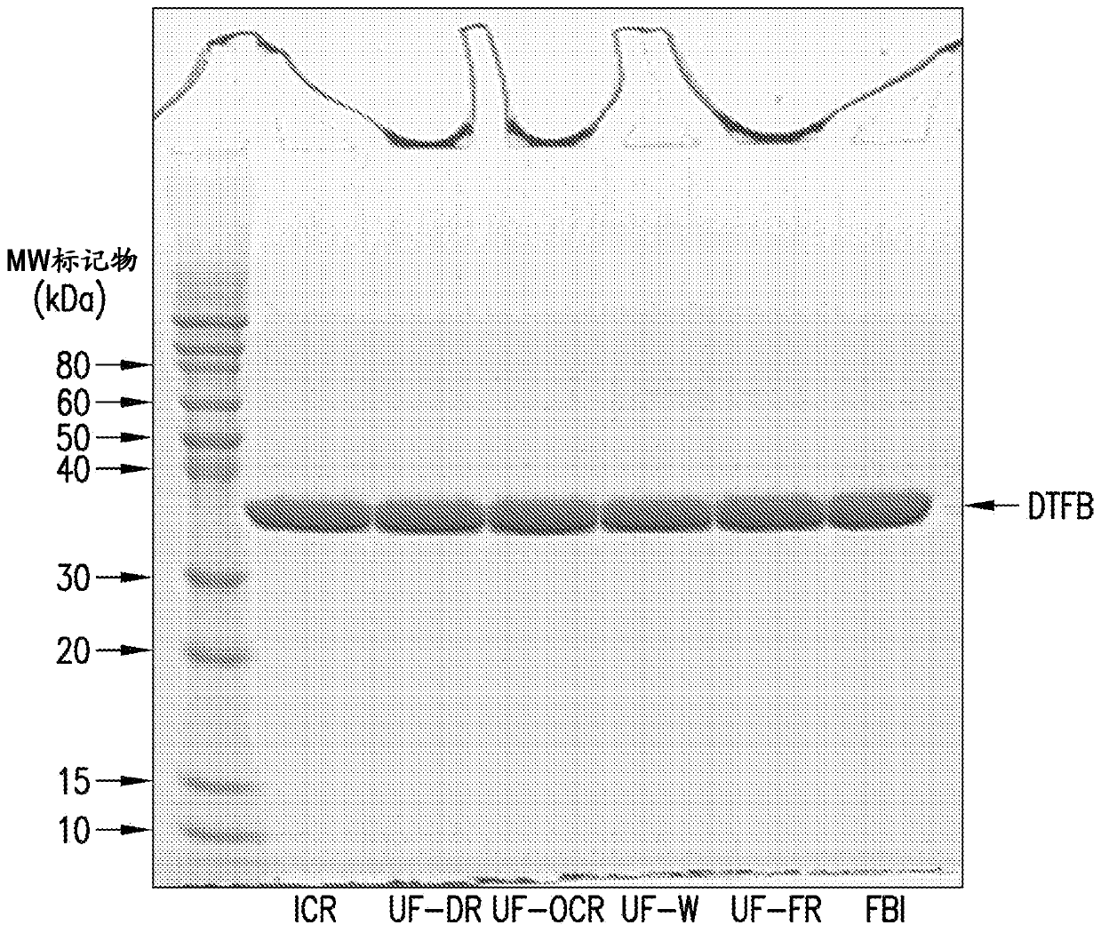 Pneumococcal conjugate vaccine formulations