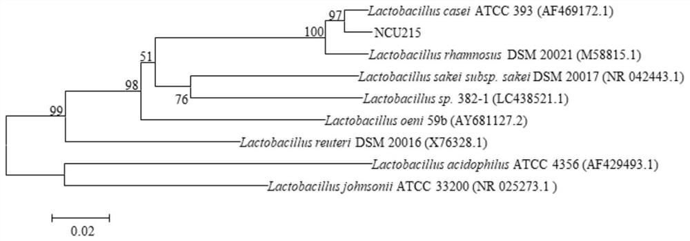 Probiotic fermented fruit and vegetable beverage products