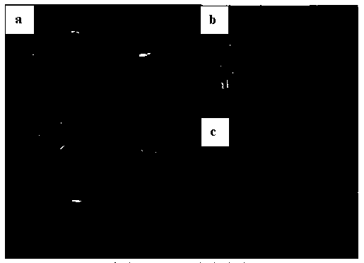 Preparation method of super-hydrophobic oleophylic material