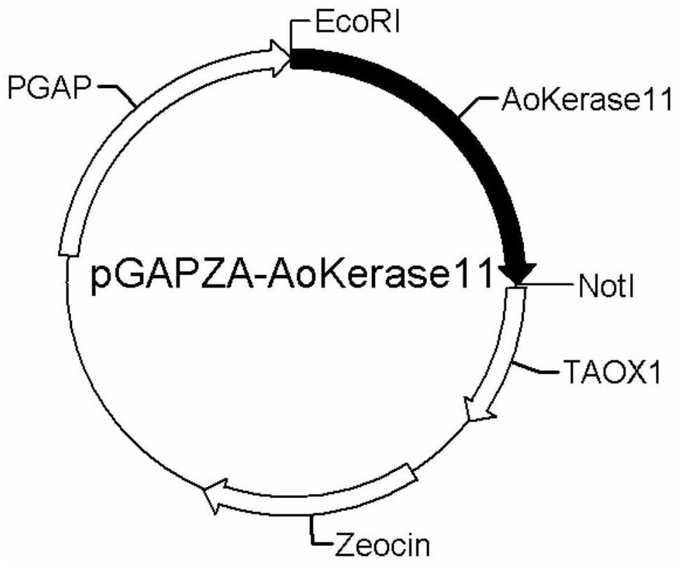 A kind of aspergillus oryzae keratinase gene and its expression vector and application