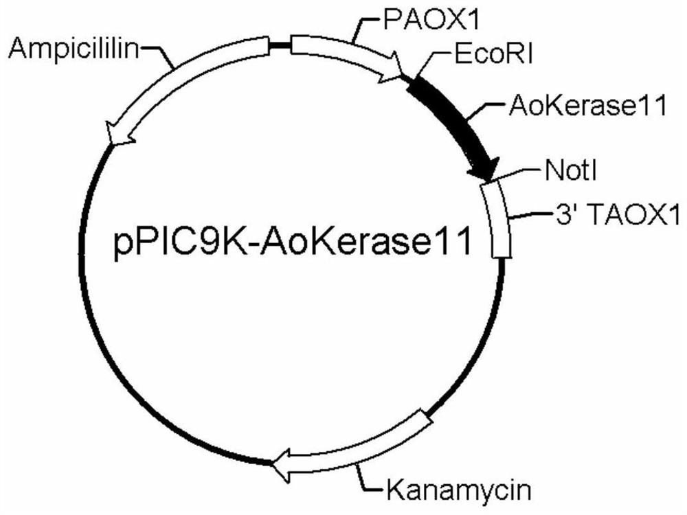 A kind of aspergillus oryzae keratinase gene and its expression vector and application