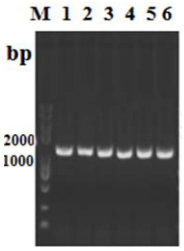 A kind of aspergillus oryzae keratinase gene and its expression vector and application