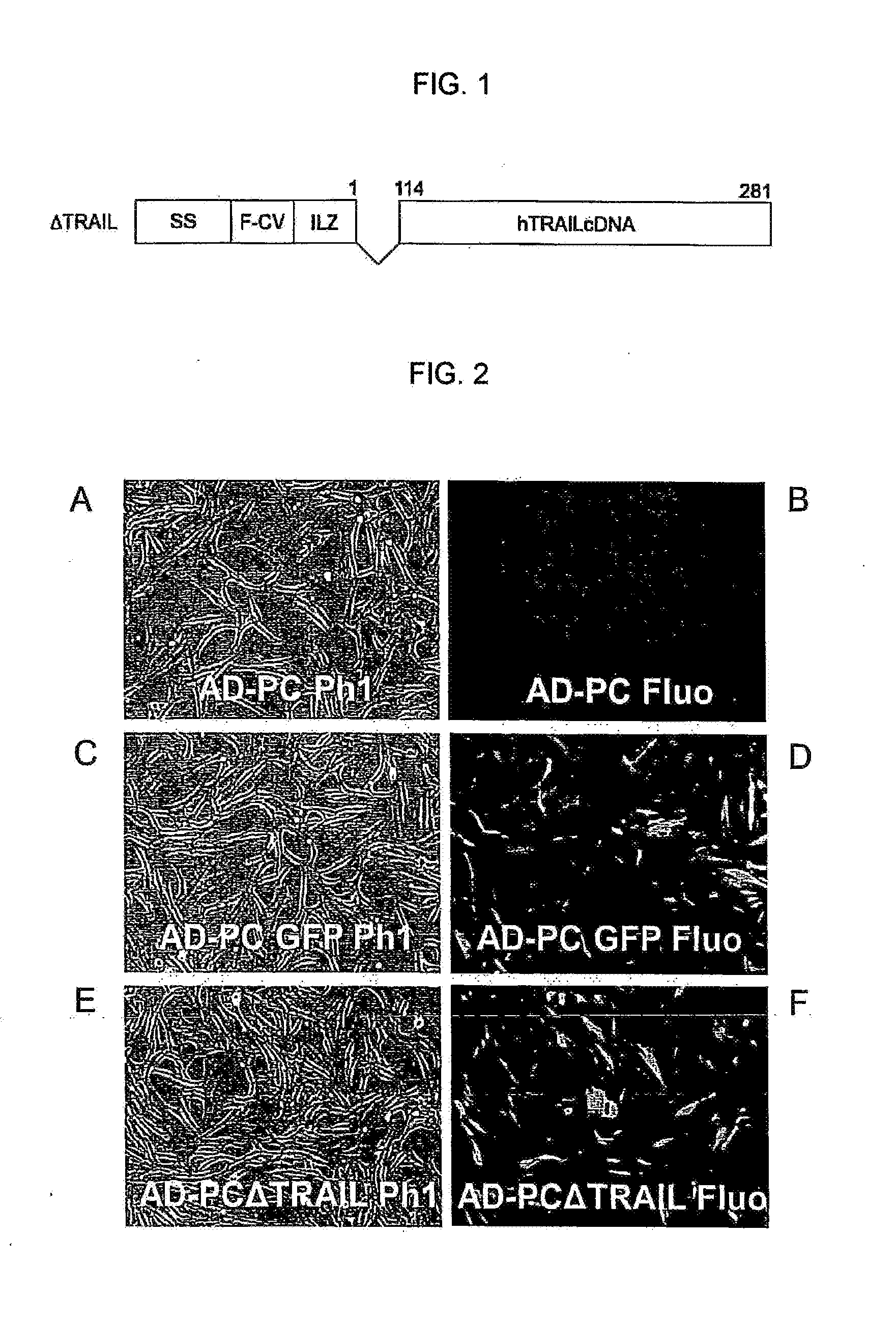 Method for production of anti-tumor TRAIL protein