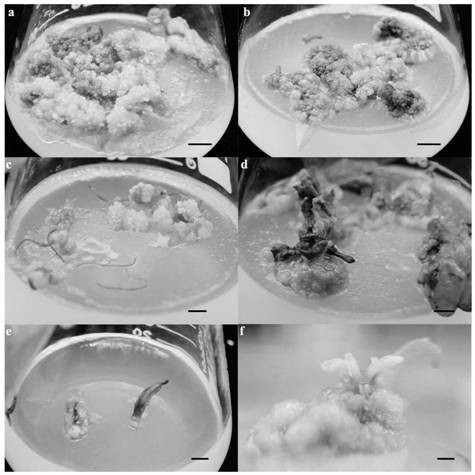 Light green semi-dense callus induction and adventitious bud regeneration method for Fraxinus mandshurica Rupr.