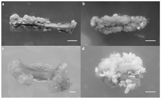 Light green semi-dense callus induction and adventitious bud regeneration method for Fraxinus mandshurica Rupr.