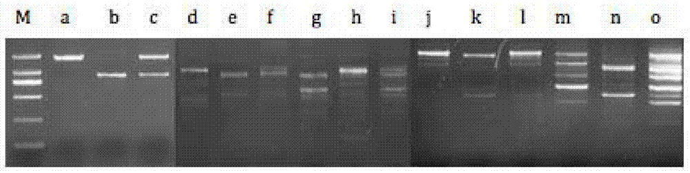 Pickle and purple cabbage trigenomic species allohexaploid vegetable germplasm and acquisition method