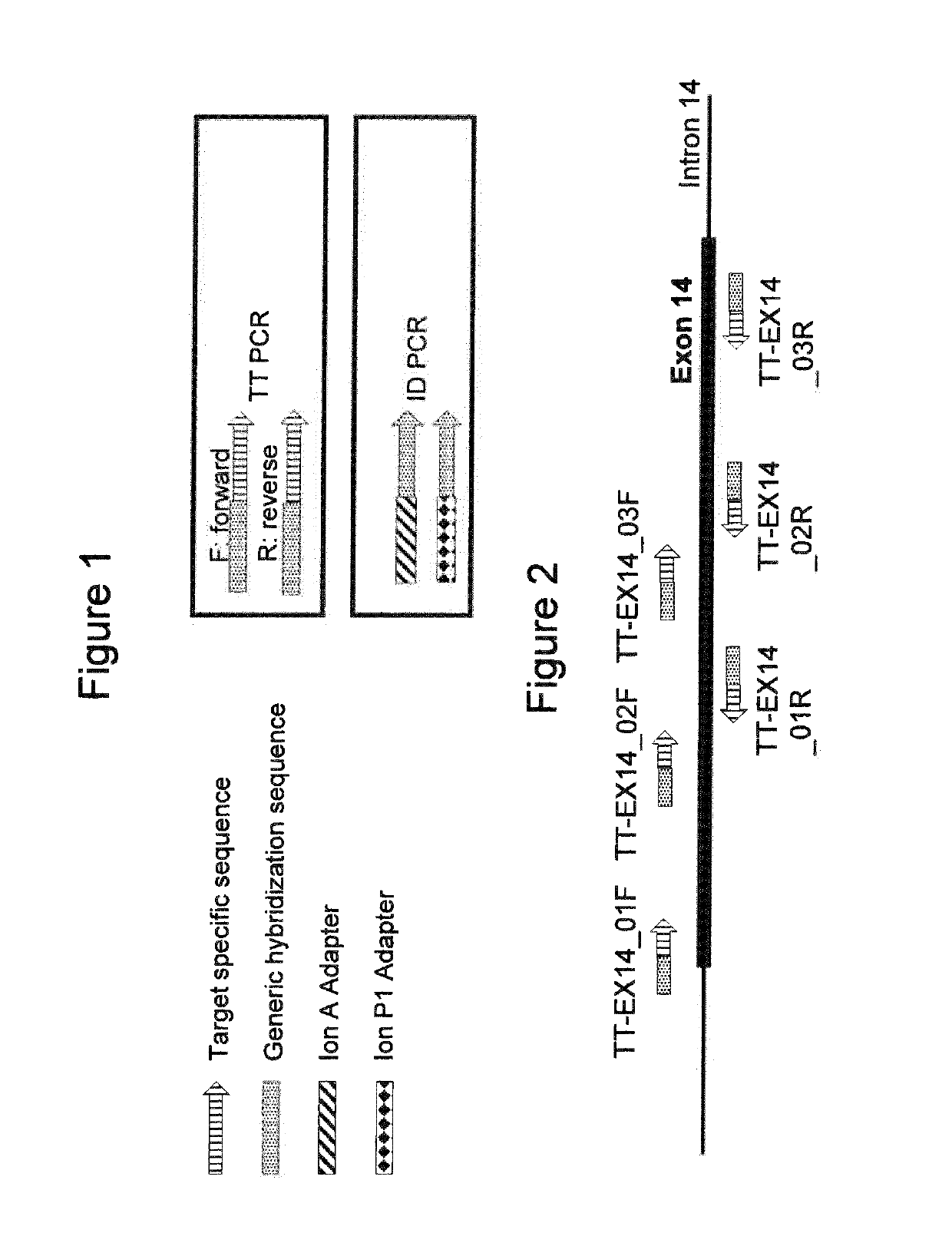 Selective amplification of desired nucleic acid regions in a target sequence