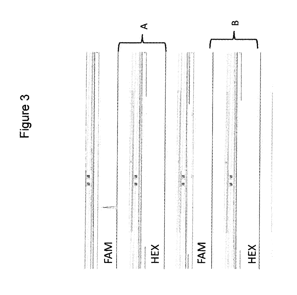 Selective amplification of desired nucleic acid regions in a target sequence