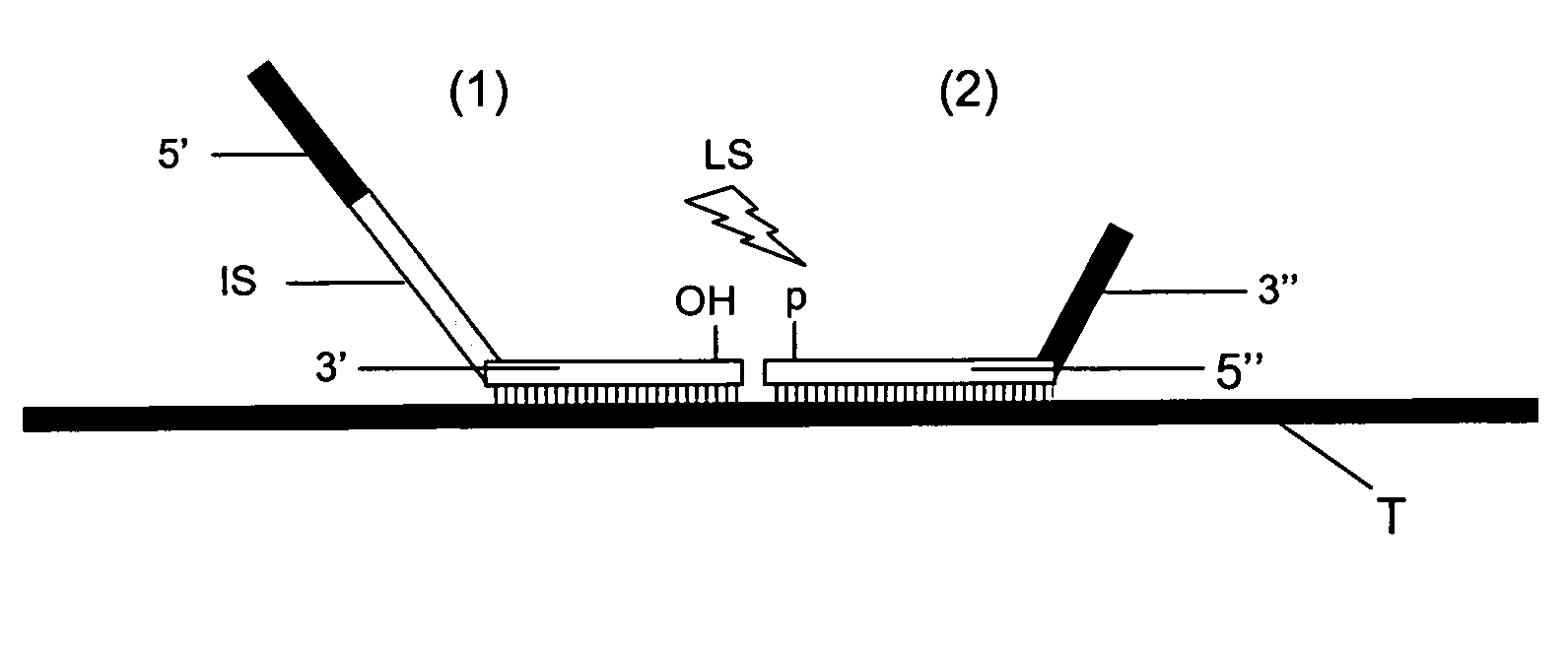 Method for Detection and Quantification of Target Nucleic Acids in a Sample