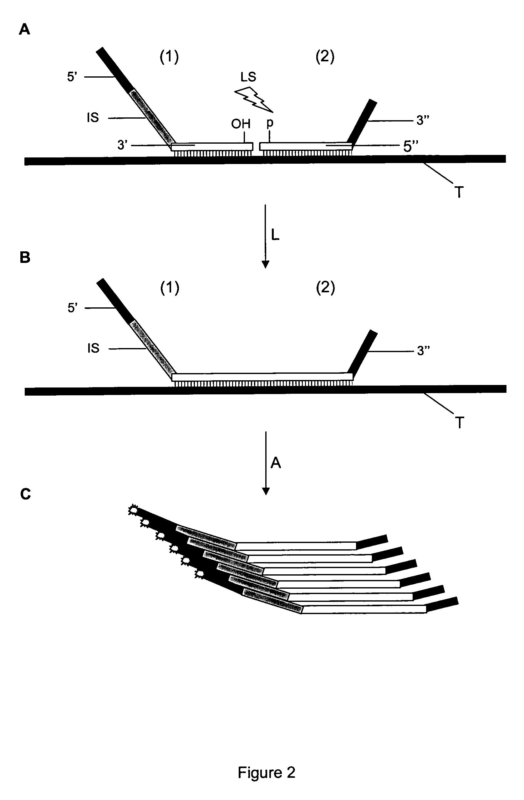 Method for Detection and Quantification of Target Nucleic Acids in a Sample