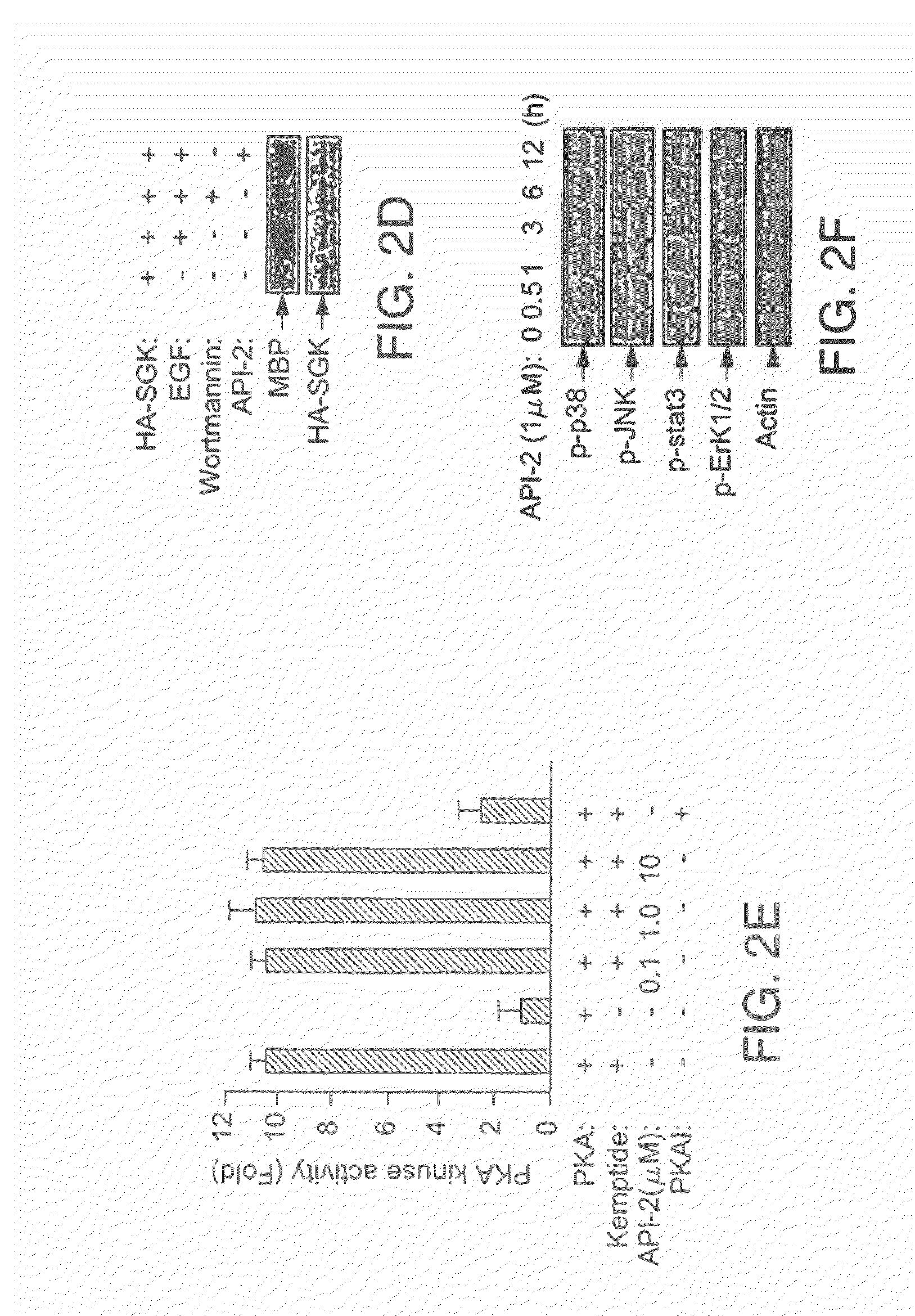 Compositions including triciribine and trastuzumab and methods of use thereof