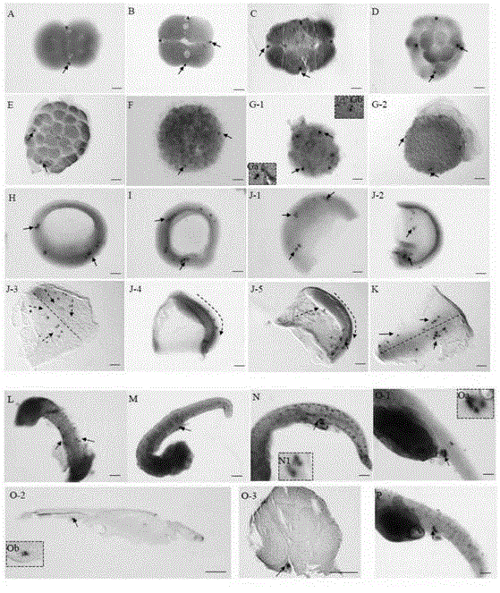 Bastard halibut embryonic-period primordial germ cell tracking and positioning method