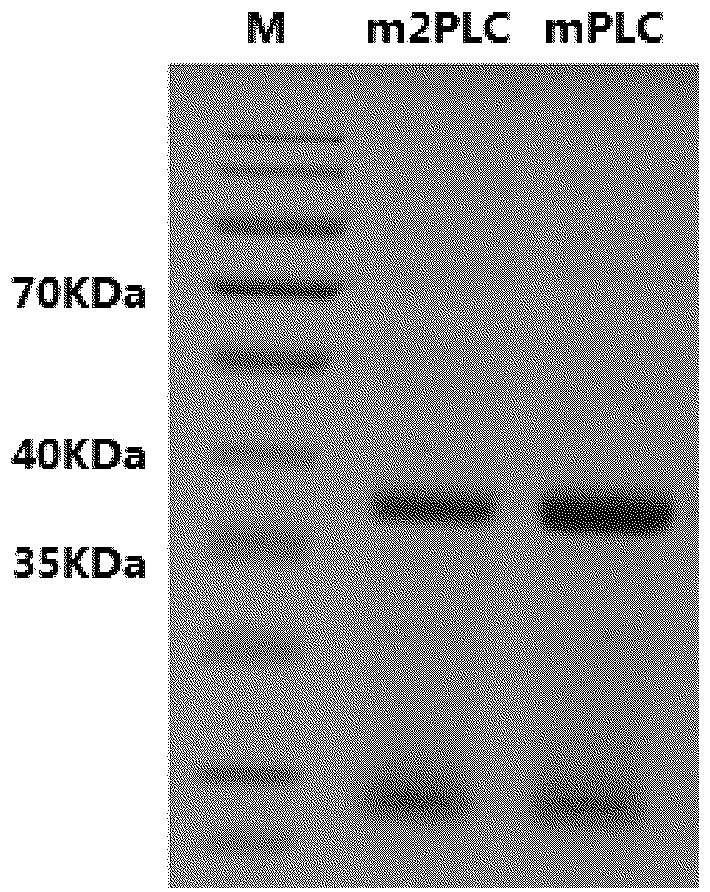 Phosphatidase C and coding gene thereof