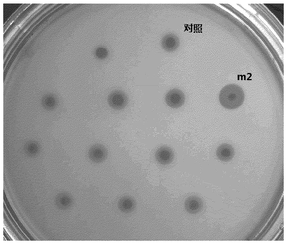 Phosphatidase C and coding gene thereof