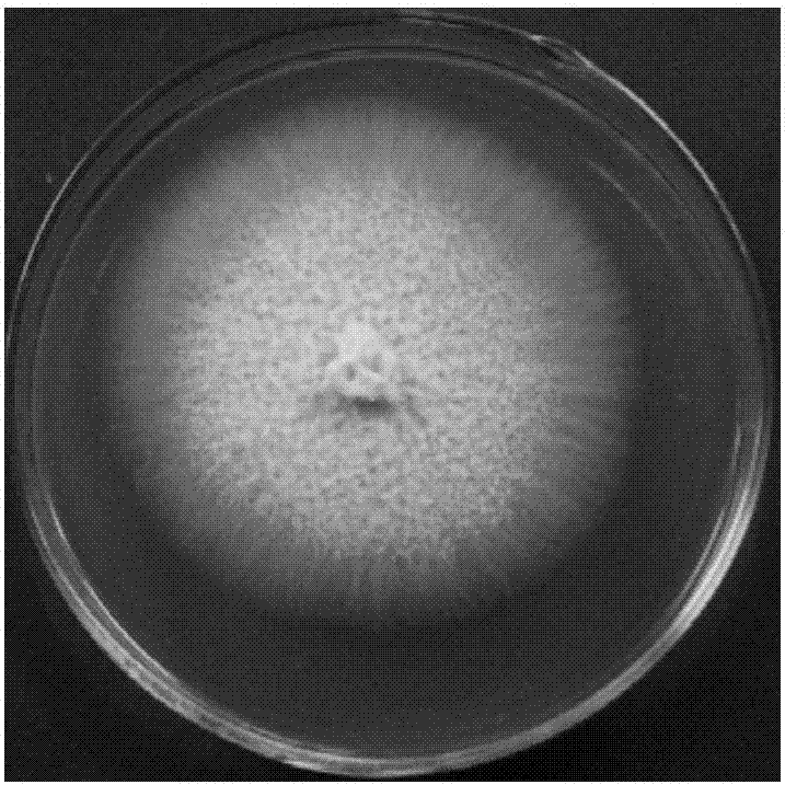 Endophytic fungus originated from pigeon pea and capable of efficiently converting ginsenoside Rb1 into ginsenoside Rd and application thereof